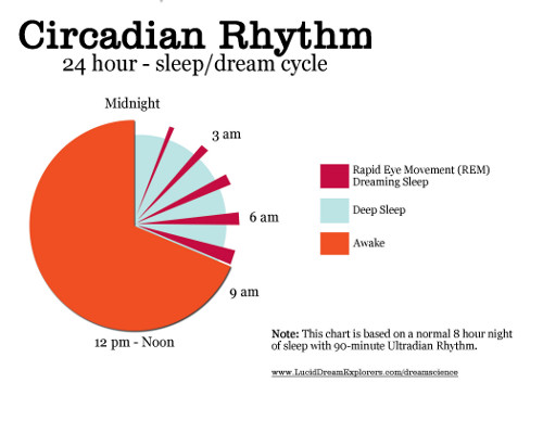 Circadian rhythm chart